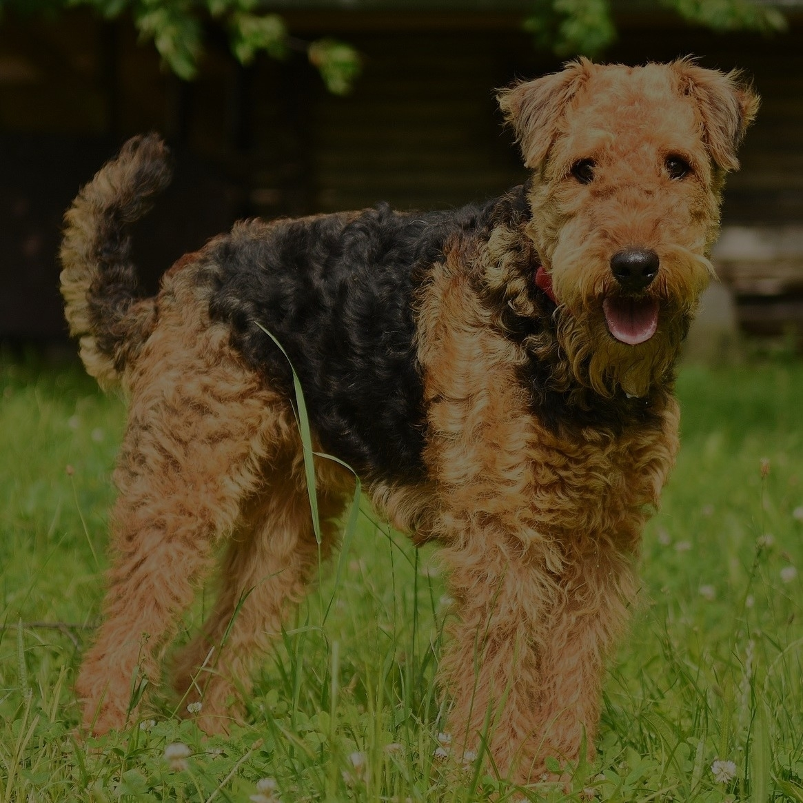 Breed: Airedale Terrier