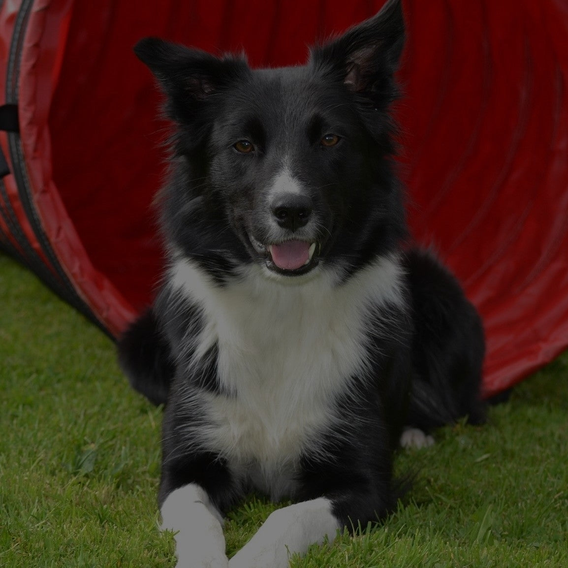 Breed: Border Collie