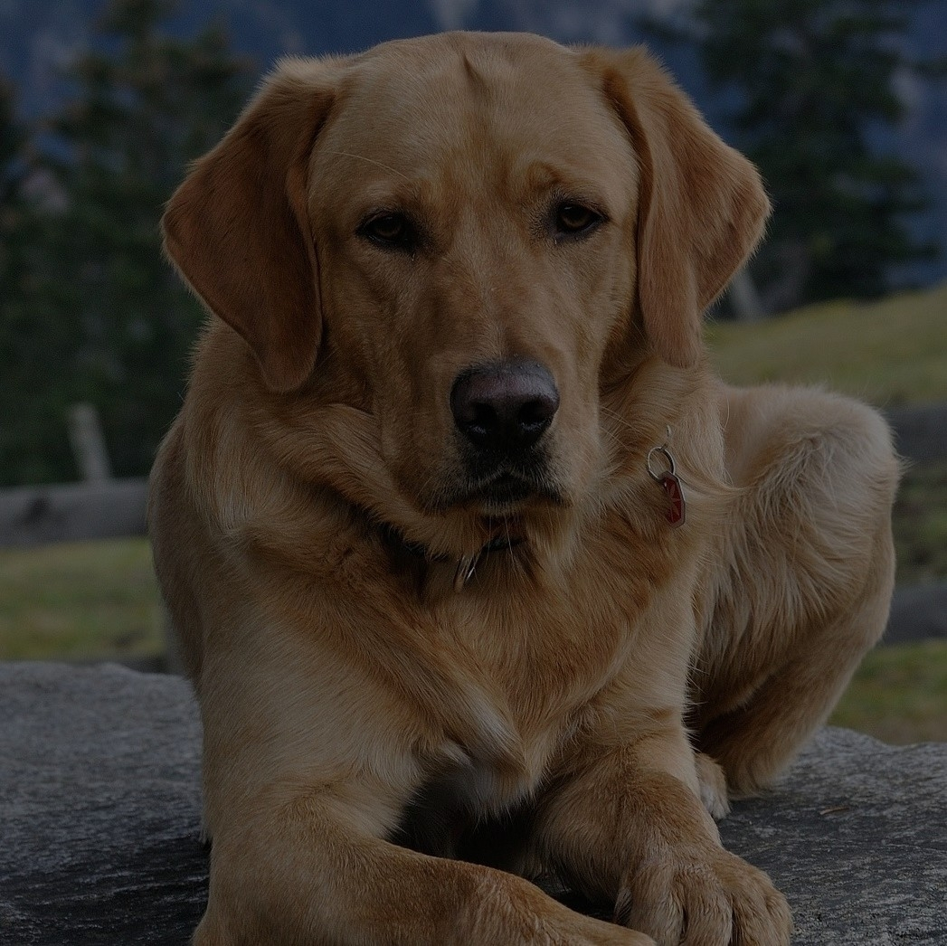 Breed: Labrador Retriever