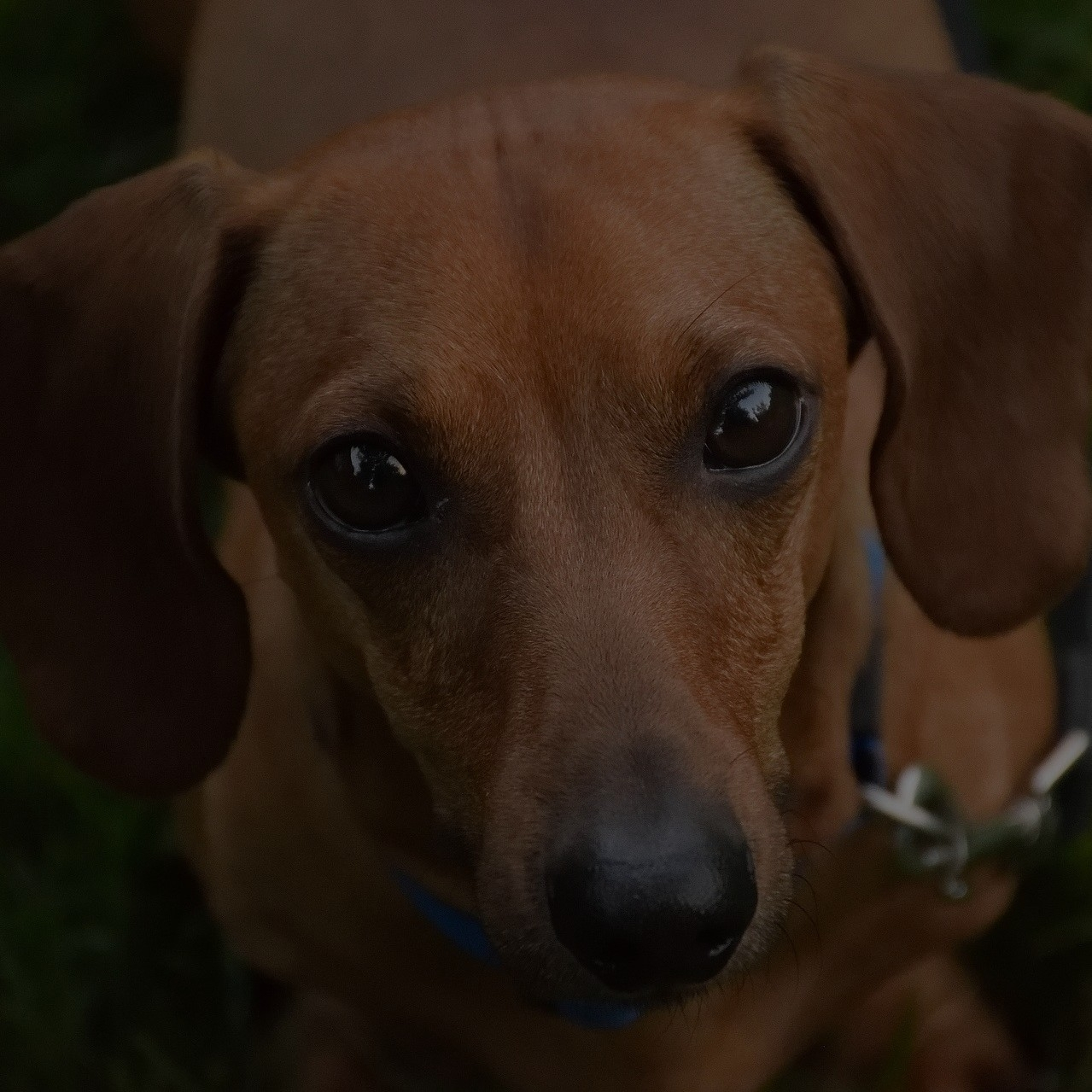 Breed: Dachshund