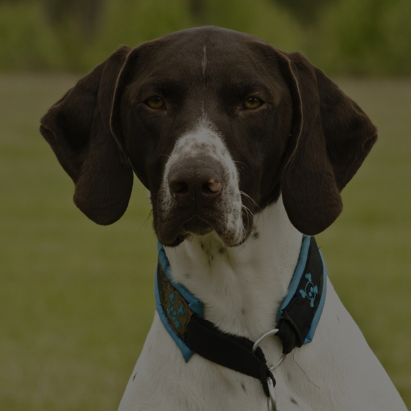 Breed: German Shorthaired Pointer