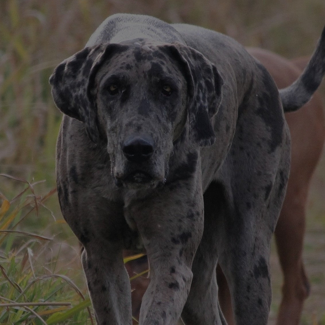 Breed: Great Dane