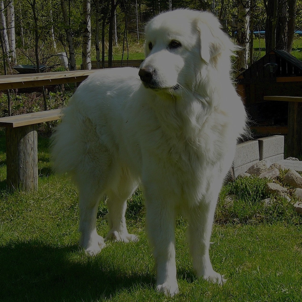 Breed: Great Pyrenees