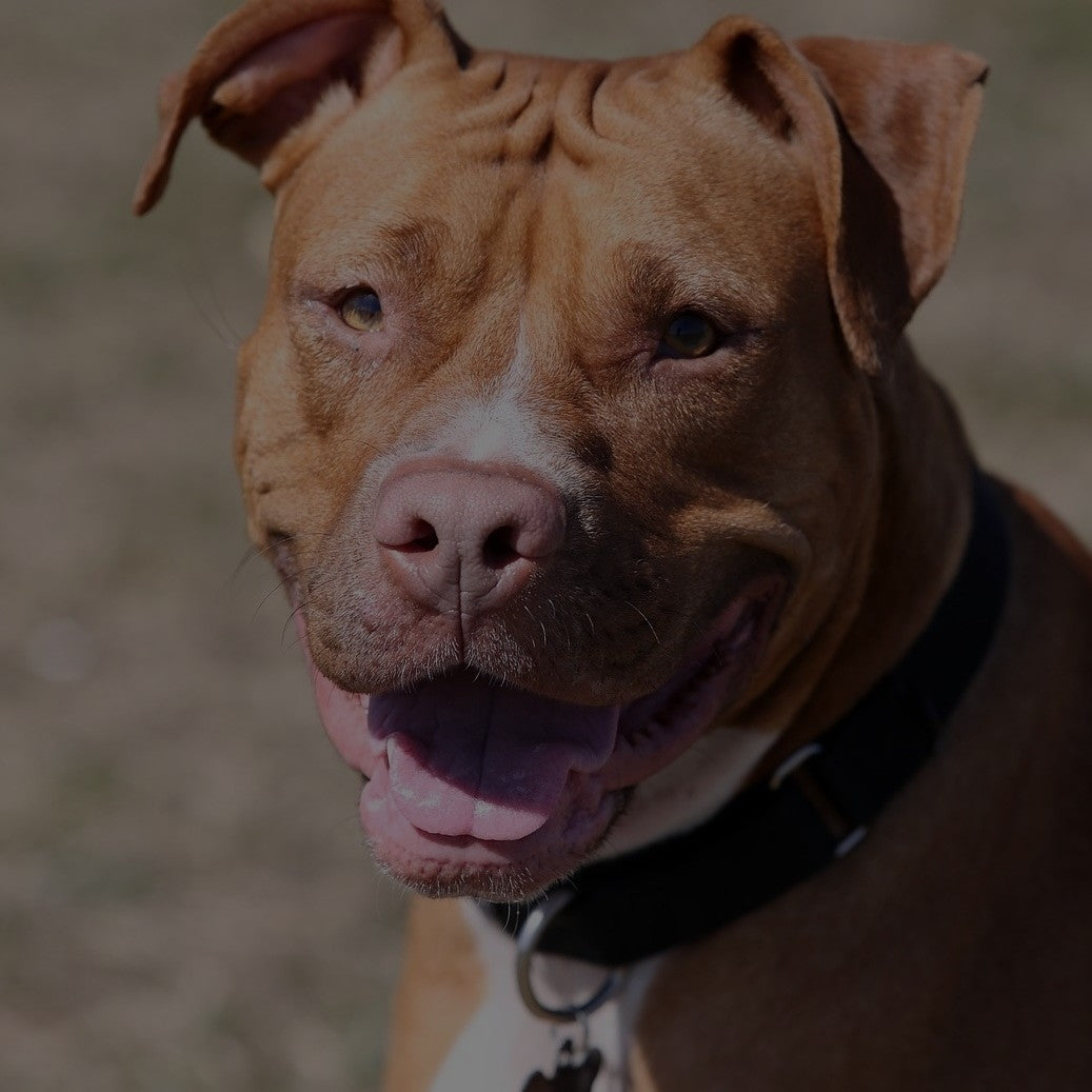 Breed: American Pit Bull Terrier