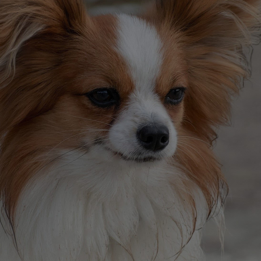 Breed: Papillon