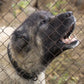 Feed a Shelter Dog for 30 Days!!
