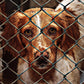 Feed A Shelter Dog For A Month!