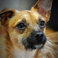 Feed A Shelter Dog For A Month!