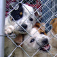 Feed Another Shelter Dog!!