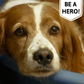 URGENT: Save a Shelter Dog