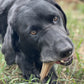 NEW! SP Honey Bone  Dental Tower Ultra Durable Nylon Dog Chew Toy for Aggressive Chewers - Brown - SodaPup/True Dogs, LLC