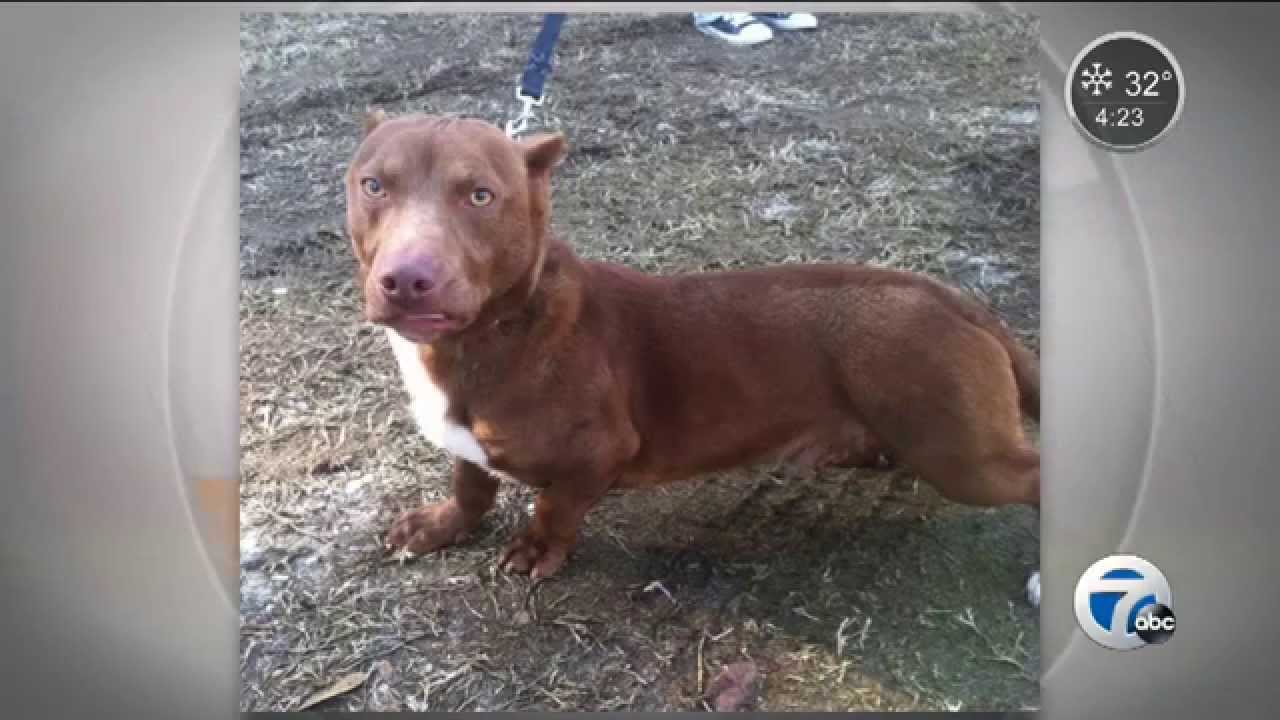 What Happens When A Pitbull And Dachshund Mix? Click Here
