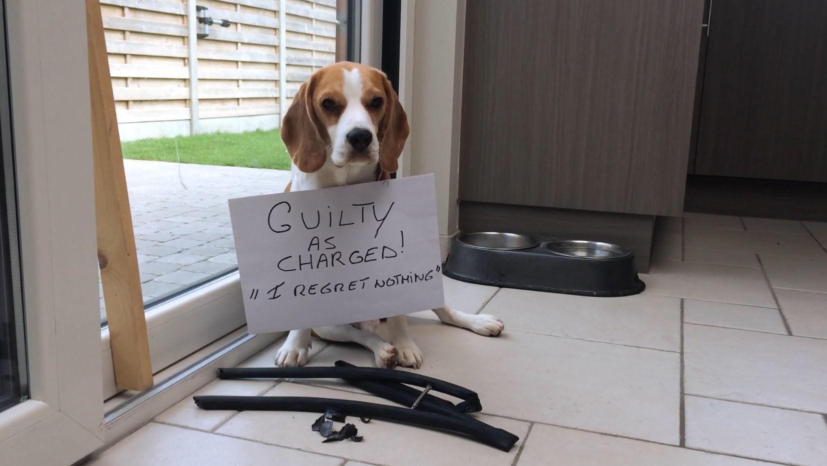 Hilarious Beagle Shaming Video That Will Make Your Day 