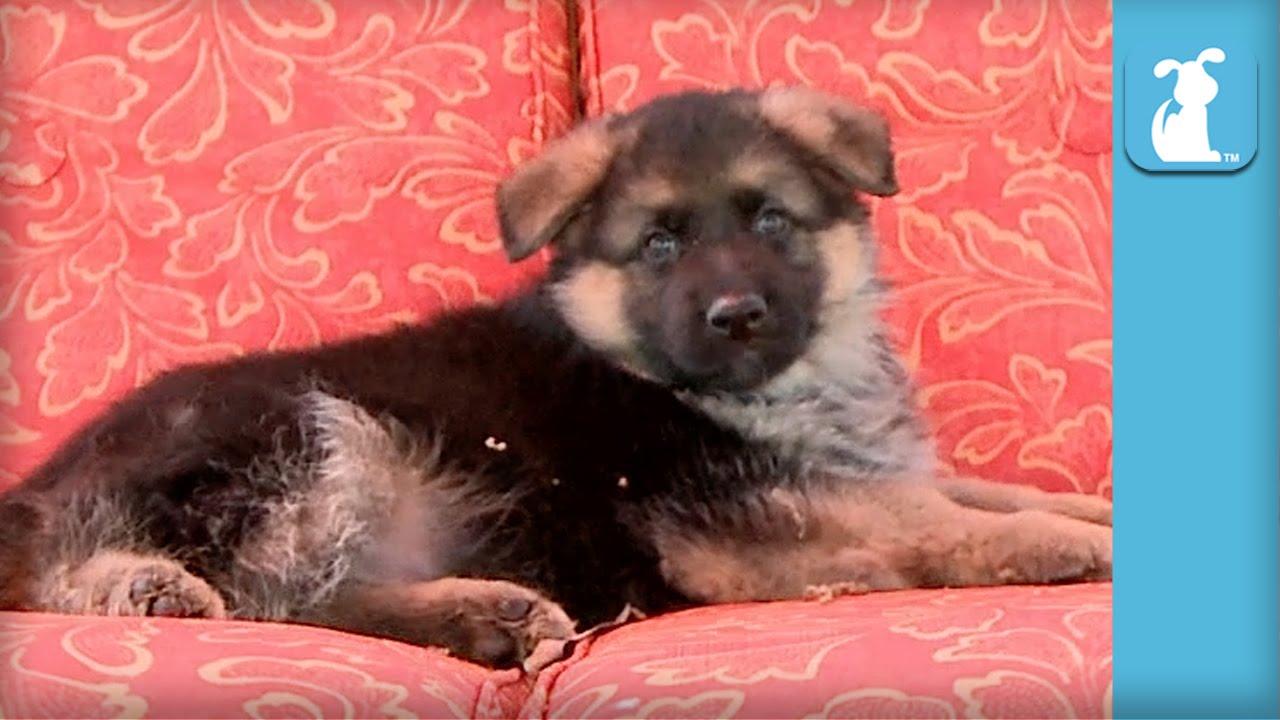 fluffy-german-shepherd-puppy-falls-asleep-on-a-swing-sugarrush